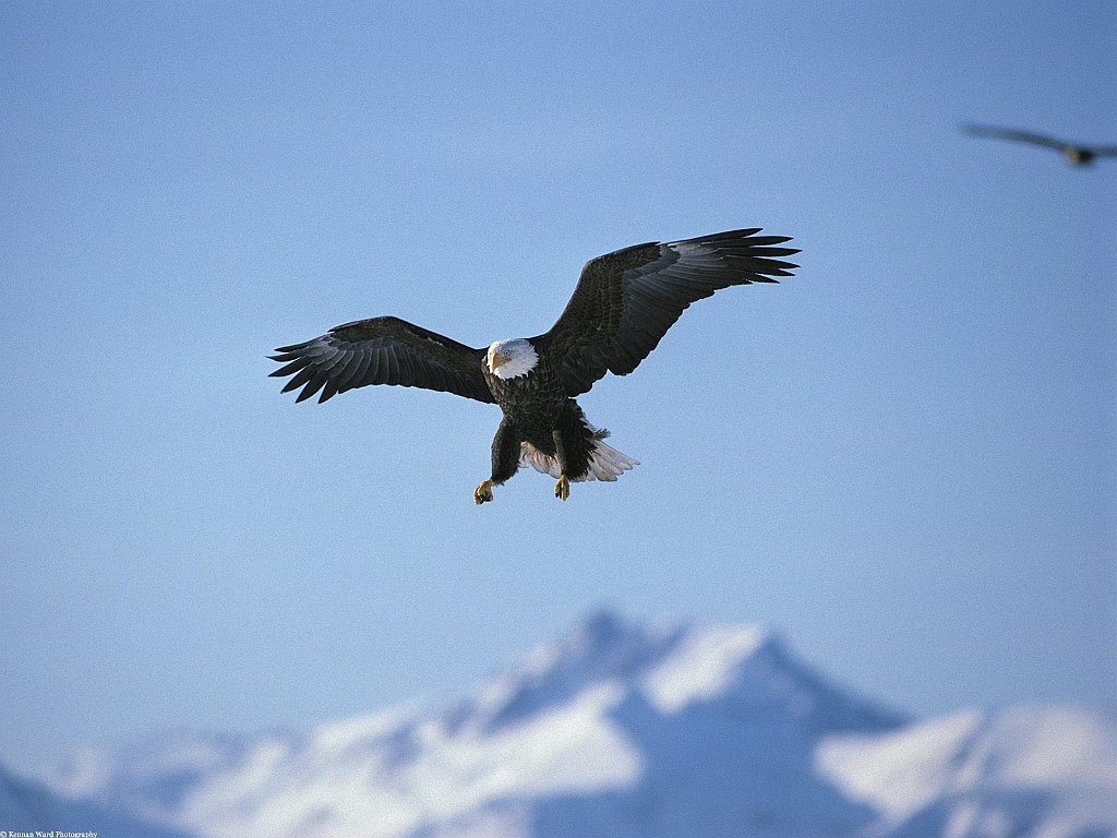 A Perfect Landing, Bald Eagle, Alaska